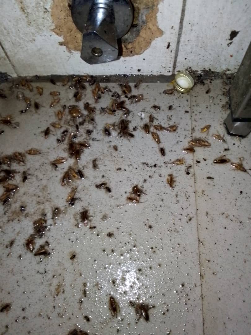 Cockroach infestation cleared after IBPestControl treatment